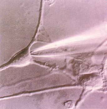 Neuronas (Foto:MEC)