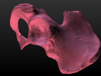 Hueso humano de cadera escaneado por el grupo Movibap (Foto: LFA/Davap).