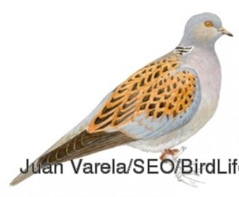 Tórtola común. Juan Varela/SEO/BirdLife