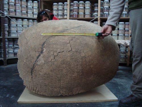 Gliptodonte de aproximadamente tres millones de años (FOTO: Argentina investiga).