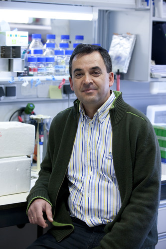 Isidro Sánchez-García, científico del Centro de Investigación del Cáncer. Foto: CIC.