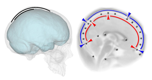 La correlación entre la extensión de los huesos y de las correspondientes áreas cerebrales es muy baja/Bruner et al 2015.