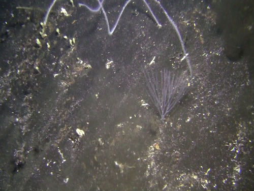 Corales negros (arborescente y látigos) en las inmediaciones de Tagoro. Fotografía con ROV del Instituto Español de Oceanografía.