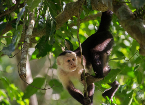 Mono capuchino.