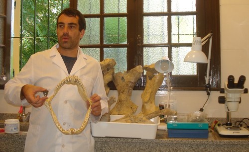 Mariano Magnussen, con los restos fósiles. Foto: Museo Miramar.