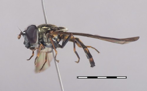 Vista lateral de la 'Argentinomyia choachi'/Grupo de Entomología de la Universidad de Antioquía.