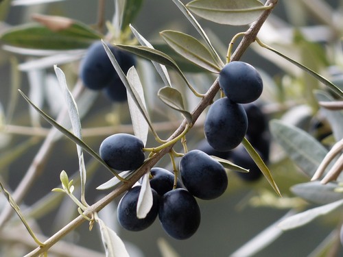 Rama de olivo con aceitunas.