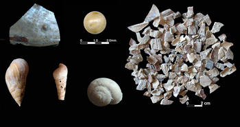 Piezas de la investigación sobre el consumo de marisco por parte de los neandertales. Imagen: CSIC.
