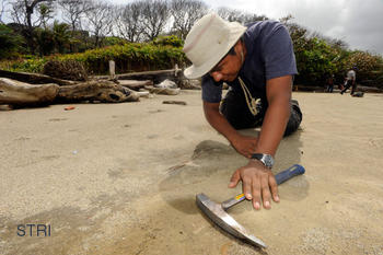 Carlos De Gracia becario del Smithsonian en Panamá con fondos del SENACYT pesca peces pelágicos y de aguas profundas en sitios inusuales Sedimentos fosilíferos que se encuentran en la zona intermareal del Caribe.