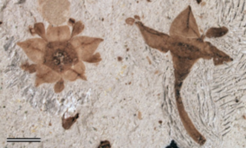 La flor fósil de 64 millones de años hallada en la Patagonia se corresponde con el grupo de las Rhamnaceas/Nathan Jud, http://nathanajud.wixsite.com/paleobotany