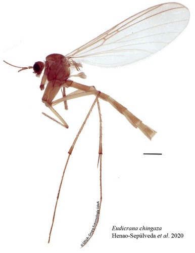 Vista lateral de la 'Eudicrana silvaandina'/Grupo de Entomología de la Universidad de Antioquía.