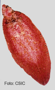 Imagen de un ejemplar adulto de 'Fasciola hepática'.