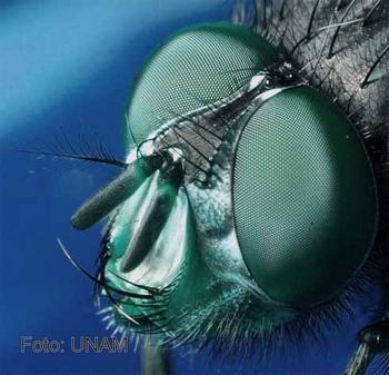 La 'mosca de la fruta' es utilizada para el estudio de la bases geneticas del comportamiento animal. 