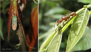 Las hojas jóvenes de 'Inga poeppigiana' dañadas por un hemíptero (a la izquierda, foto de Robyn Burnham). Hojas jóvenes de 'Inga thibaudiana' con nectarios extraflorales visitados por una hormiga del género 'Ectatomma'.
