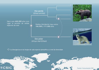 Gráfico sobre la divergencia de linajes entre el oso pardo y el oso polar. Imagen: CSIC Comunicación.
