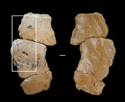 Restos de neandertales hallados en Cova Negra (Valencia) con marcas de carnívoros