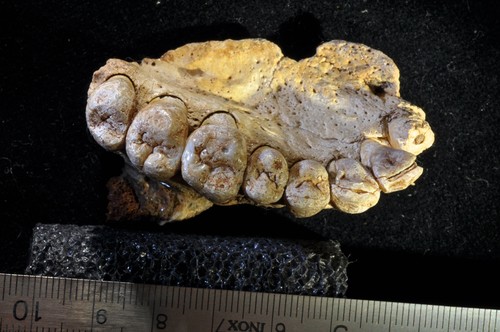 Fragmento maxilar izquierdo descubierto en la Cueva de Misliya (Monte Carmelo, Israel)/MEH