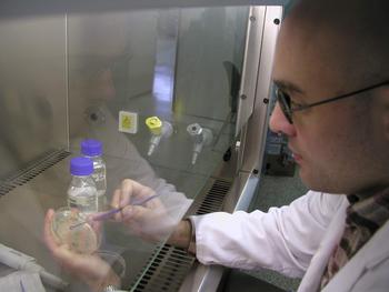 Octavio Rivero, manipulando unas muestras celulares en la cabina de flujo laminar