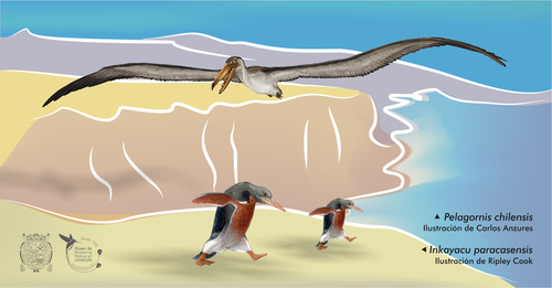 El pingüino gigante 'Inkayacu paracasensis' y el ave marina gigante Pelagornis