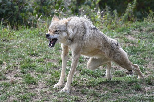 Lobo enfurecido.