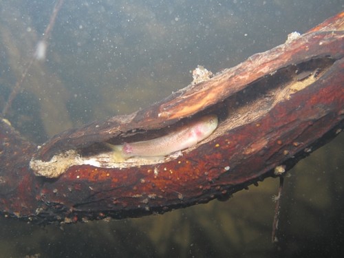 Un pez de la especie Denticetopsis epa, conocido en Brasil como bagrinho/Gabriel L. Brejão