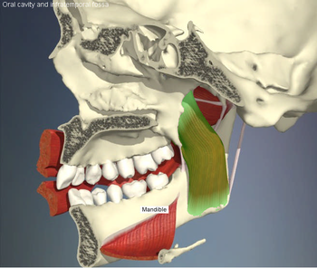 Algunos músculos que intervienen en el proceso de masticar (Software 3DHeadandNeck, Primal Pictures, USA). Imagen incluida en el trabajo fin de grado de Juan Delgado Martínez.
