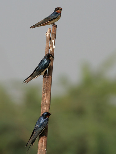 Golondrinas en Kolleru, Andhra Pradesh (India). FOTO: J.M.Garg