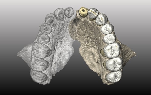 Imagen 3D del maxilar de Homo sapiens encontrado en la Cueva de Misliya (Israel)/Israel Hershkovitz et al