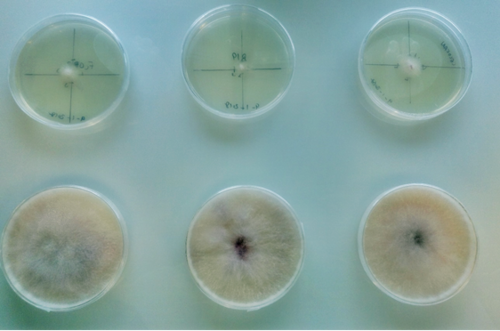 Cepas del hongo 'Fusarium circinatum' creciendo en medio de cultivo para la posterior extracción de ARN/E. Jordán Muñoz Adalia.