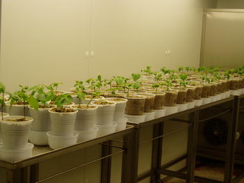 Plantas de alubias empleadas en la investigación