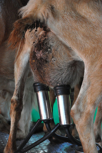Extracción de leche de cabra.