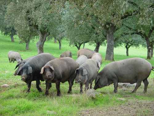 Cerdos en una explotación ganadera. FOTO: Mix-Fertilizer.