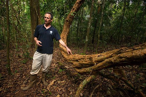 Lianas en un bosque tropical de Panamá. FOTO: STRI