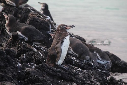 Pingüino de Galápagos. / Karly McMullen, CC-BY 4.0 (https://creativecommons.org/licenses/by/4.0/)