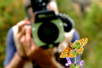 Juan Carlos Vicente Arranz, fotografiando una mariposa. Fuente: J.C.V.A.
