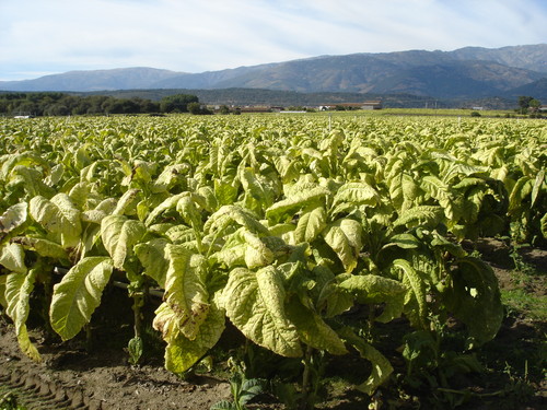 Plantación de tabaco.  (FOTO: Víctor Martínez).