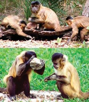 Créditos: Eduardo Ottoni e Patrícia Izar, Instituto de Psicologia da USP. Legenda: Macacos-prego abrindo frutos com pedras e interação com outros macacos do mesmo grupo.