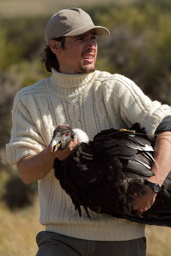 Pablo Alarcón minutos antes de liberar a una hembra adulta de cóndor andino luego de la colocación de un transmisor satelital.