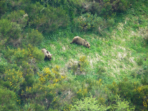 Un macho y una hembra de oso pardo durante el celo en Somiedo (Asturias). / Alberto Fernández Gil.