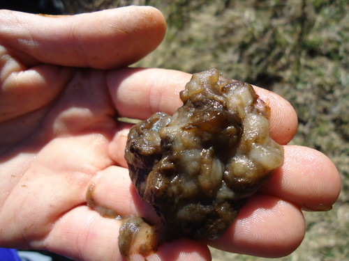 Detalle del alga invasora Dydimosphenia geminata, conocida como Didymo o “moco de roca” (FOTO. CIEP). 