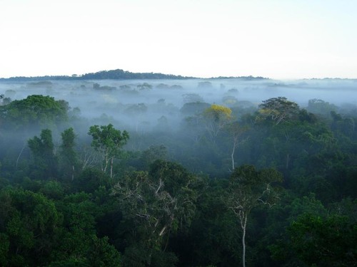 Bosque tropical brasileño./ Alexander Lees.