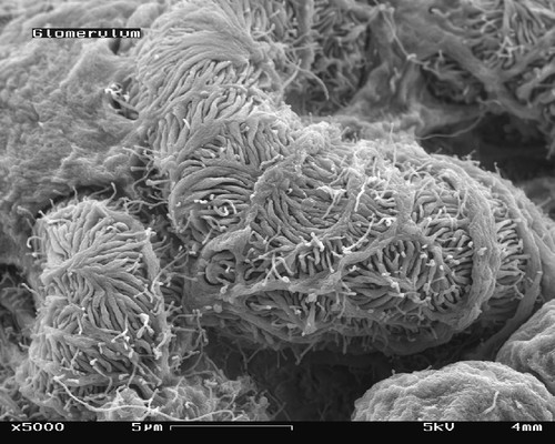 Células renales de ratón. FOTO: AGENCIA FAPESP