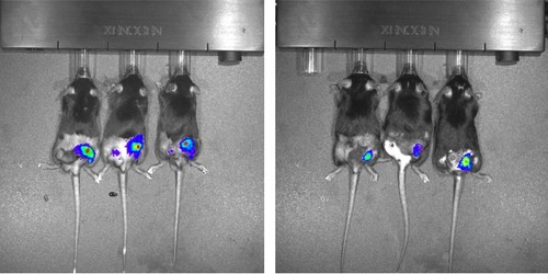 Experimentos con linajes tumorales y en ratones/Agencia Fapesp