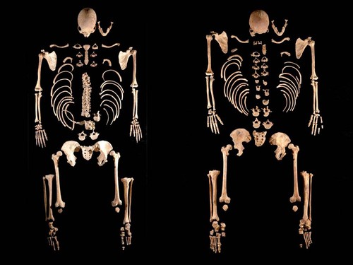 Esqueletos de los hermanos de La Braña (León). Foto: Julio Manuel Vidal Encinas.