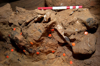Un conjunto de fósiles de El Sidrón.