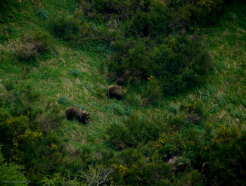 Osos pardos avistados en la Cordillera Cantábrica.