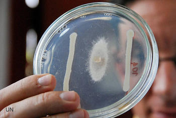 Una bacteria controla enfermedad de la papa criolla (FOTO: UN).