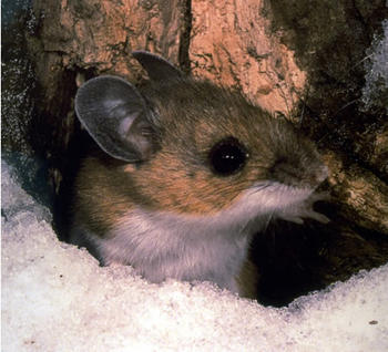 Ratón ciervo, la especie que transmite el hantavirus. Foto: National Park Service.