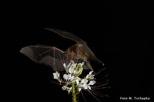 El murciélago magueyero menor. (FOTO: Cortesía Marco Tschapka de la Universidad de Ulm, Alemania)