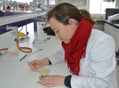 La UCAV investiga la quinoa. FOTO: UCAV.